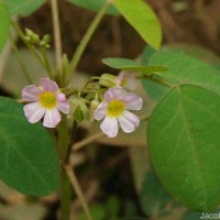 Oxalis barrelieri L.